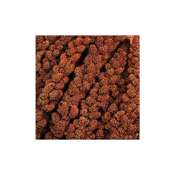 Trosgierst Chinese Rood 8 Inch